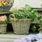Preview: Rattan Pflanzkorb "Rustikal" rund Ø 35x25 cm groß, grau, Outdoor Blumentopf, Pflanzkübel, Pflanztopf für Draußen, Blumenkübel