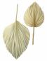 Preview: 2x Dekoblatt "Palme" Naturprodukt, Palmenblatt, 50 - 70 cm groß