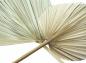 Preview: 2x Dekoblatt "Palme" Naturprodukt, Palmenblatt, 50 - 70 cm groß