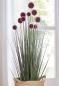 Preview: Topfpflanze "Allium" 90 cm hoch, Kunstpflanze, Dekopflanze, Ziergras, Dekogras