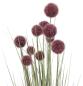 Preview: Topfpflanze "Allium" 90 cm hoch, Kunstpflanze, Dekopflanze, Ziergras, Dekogras