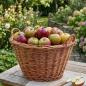 Preview: Obstkorb "Natur" aus Weide geflochten, mit Griffen, groß, Ø 50 cm, Erntekorb, Lagerkorb, Tragekorb, Weidenkorb
