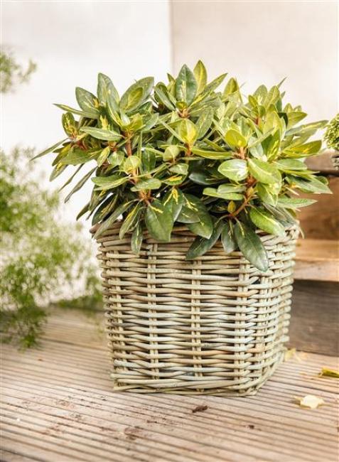 Preview: Pflanzkorb "Koboo Grey" aus Rattan, quadratisch, grau, groß, Blumentopf, Pflanzkübel, Pflanztopf für Draußen, Blumenkübel