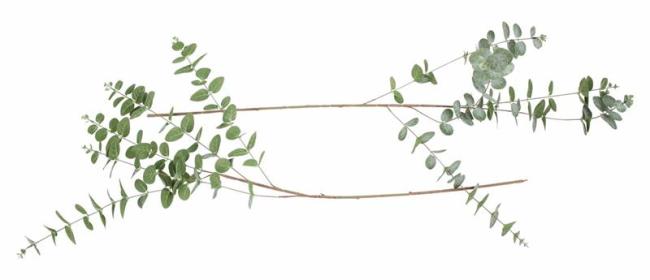 Preview: Deko-Zweig "Eukalyptus", 2er Set Ast mit Blättern, Kunst-Pflanze mit Glitzer