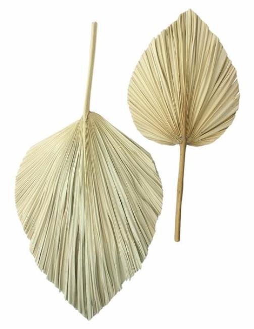 Preview: 2x Dekoblatt "Palme" Naturprodukt, Palmenblatt, 50 - 70 cm groß