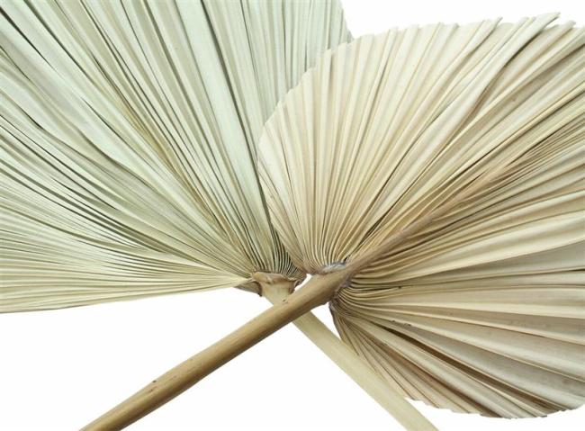 2x Dekoblatt "Palme" Naturprodukt, Palmenblatt, 50 - 70 cm groß