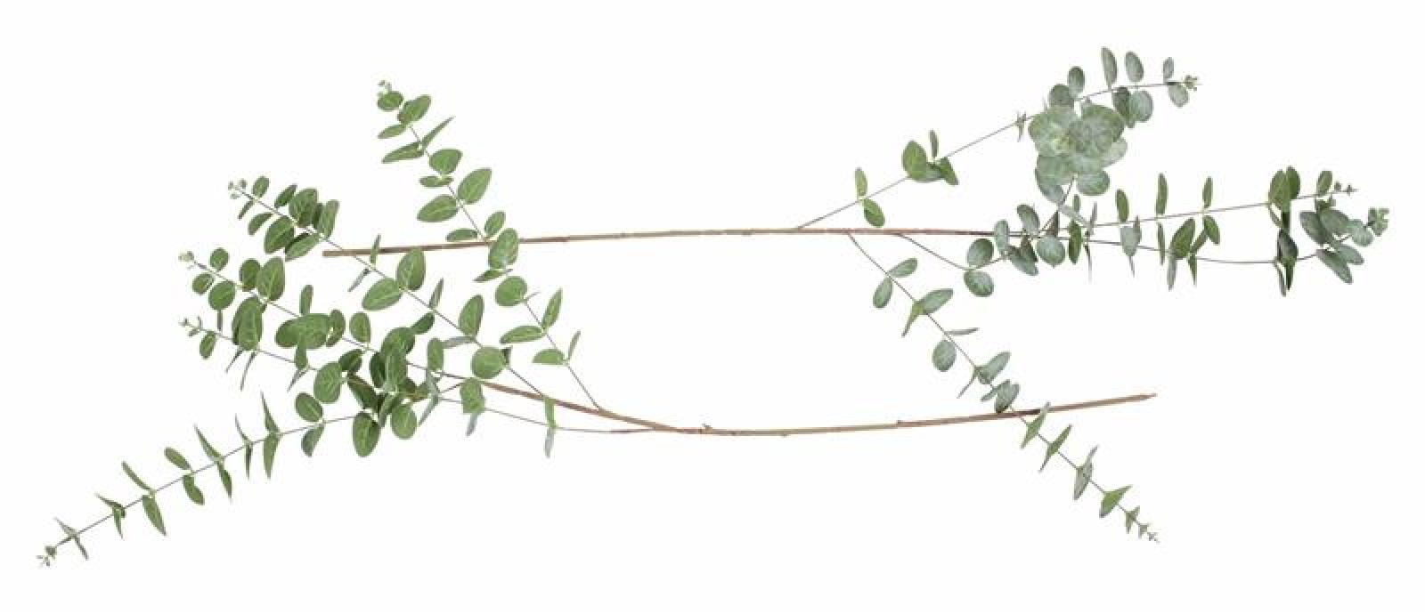 Deko-Zweig "Eukalyptus", 2er Set Ast mit Blättern, Kunst-Pflanze mit Glitzer
