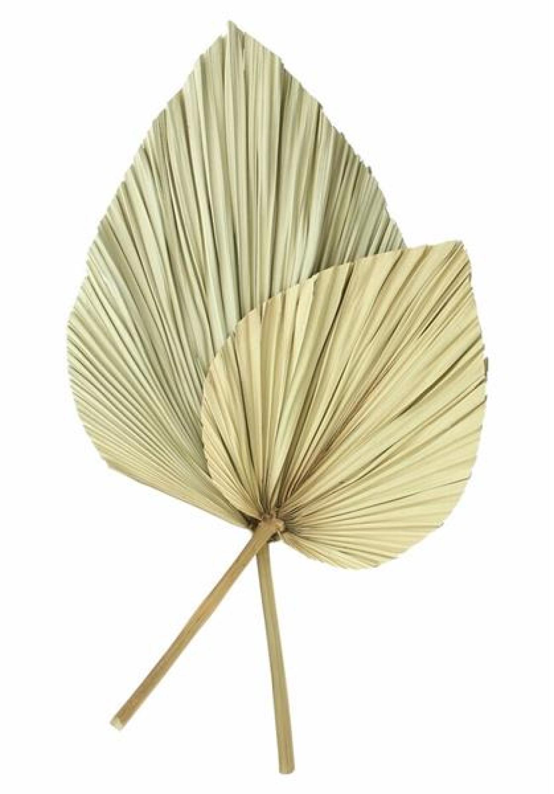 2x Dekoblatt "Palme" Naturprodukt, Palmenblatt, 50 - 70 cm groß