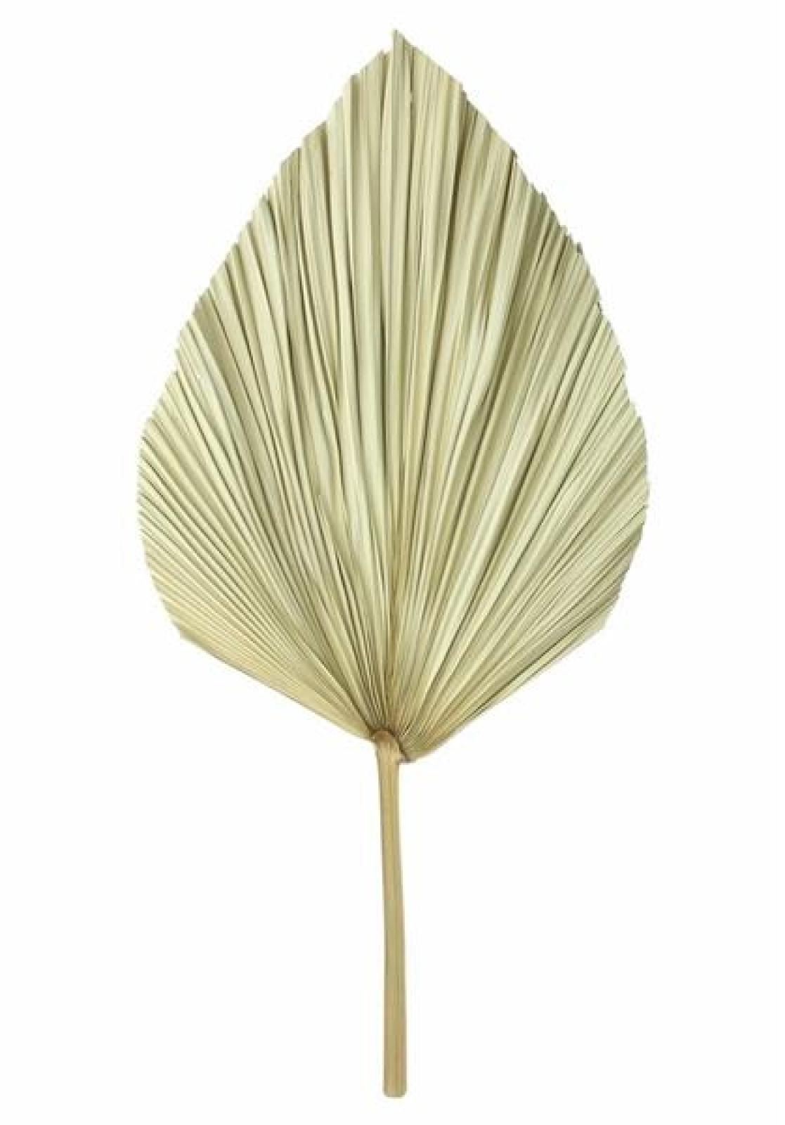 2x Dekoblatt "Palme" Naturprodukt, Palmenblatt, 50 - 70 cm groß
