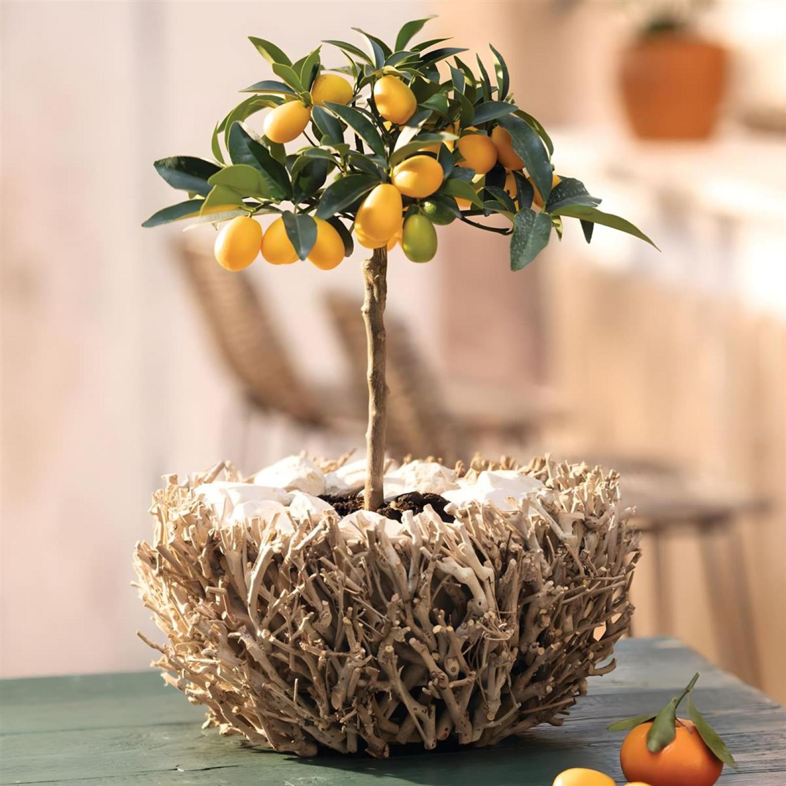 Pflanzschale "Verzweigt" aus Zweigen, rund, Ø 34 cm, Pflanztopf, Blumenkübel, Übertopf, Blumentopf, Blumenschale