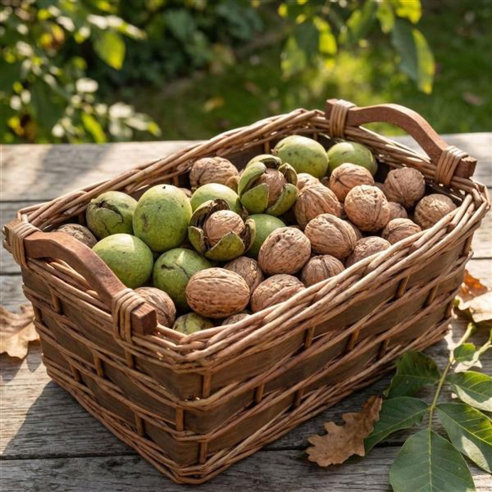 Füllkorb aus Weide + Holz, mittel, mit Griffen, braun Aufbewahrungskorb, Obstkorb